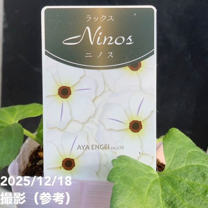 ラナンキュラス ラックスシリーズ 3.5～4号 ニノス｜草花04-PA | 草花