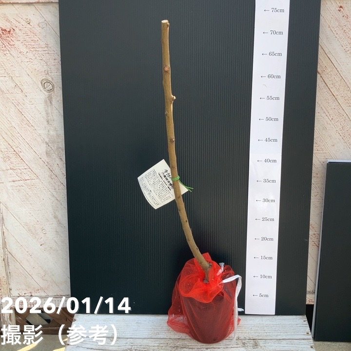 桃 八重咲き蟠桃（ばんとう）5号ポット｜果樹04-PA | 果樹,モモ | 赤塚