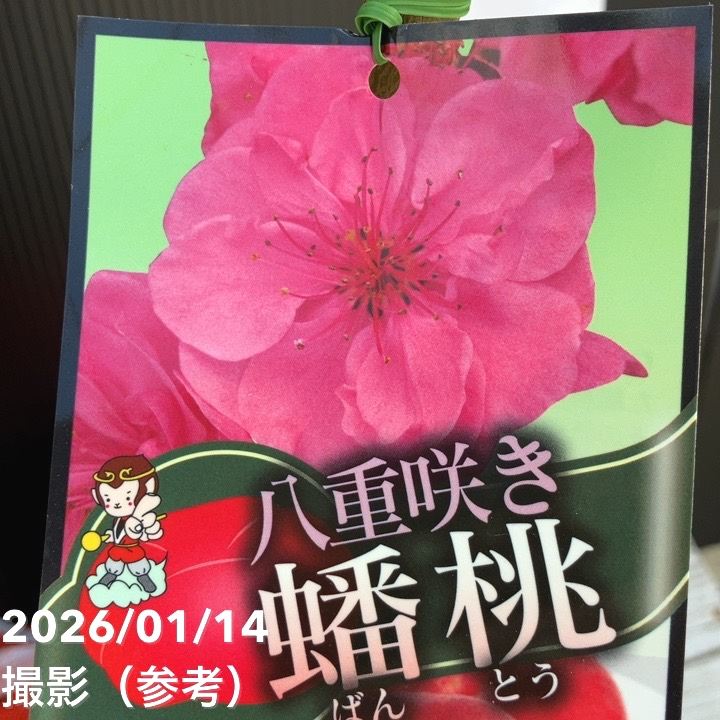 桃 八重咲き蟠桃（ばんとう）5号ポット｜果樹04-PA | 果樹,モモ | 赤塚