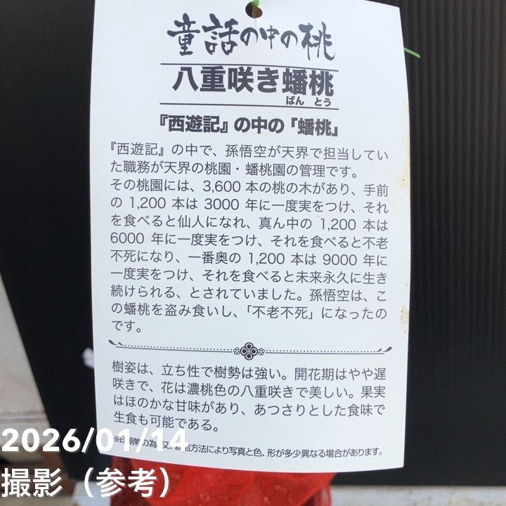 桃 八重咲き蟠桃（ばんとう）5号ポット｜果樹04-PA | 果樹,モモ | 赤塚
