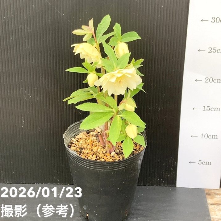 お買い得一点物咲き進み株】加藤農園 クリスマスローズ 4.5号（KT53