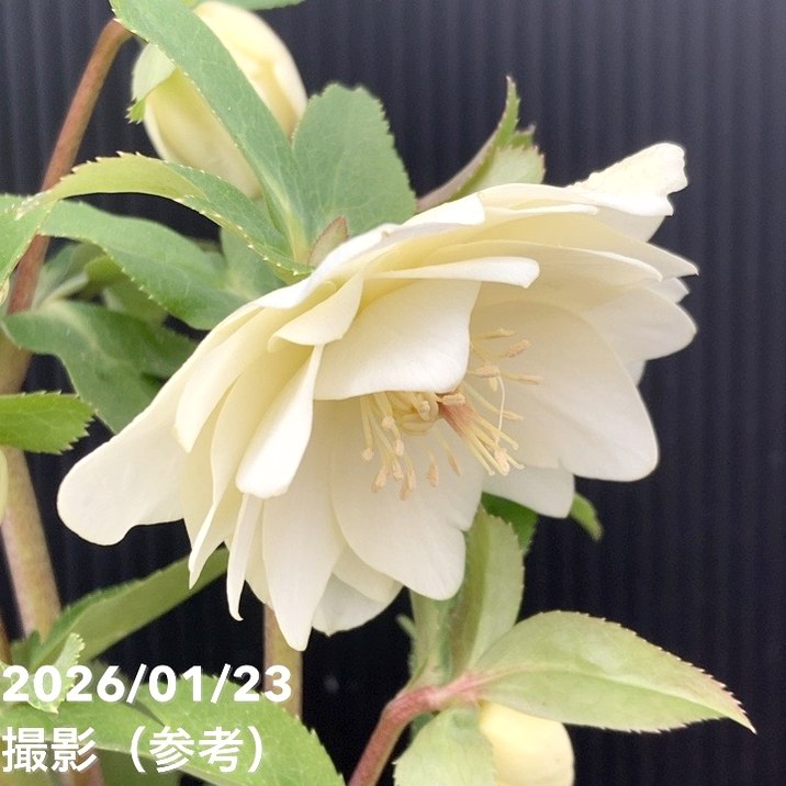 一点物】加藤農園 クリスマスローズ 4.5号（KT53）｜山野04-PA | 草花