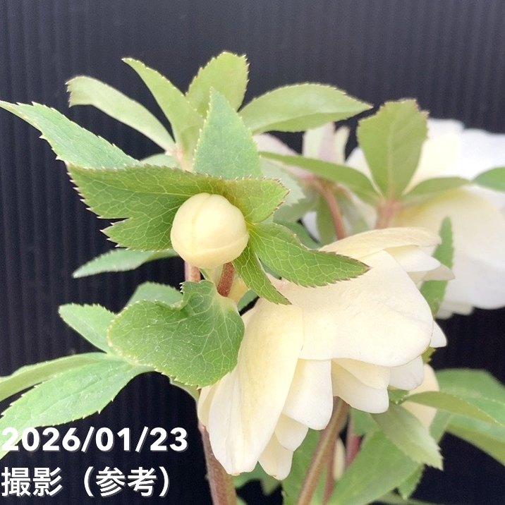 一点物】加藤農園 クリスマスローズ 4.5号（KT53）｜山野04-PA | 草花