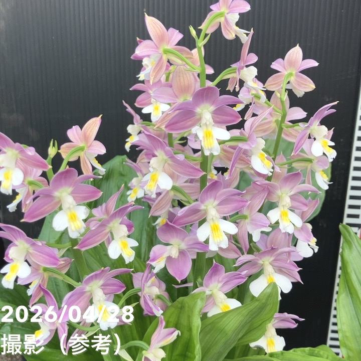 現品お届け】エビネ 9号（11）｜洋蘭04-PA | 草花,洋ラン | 赤塚植物園