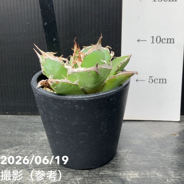 アガベ 3.5号 狂戦士｜観葉10-TU | 観葉・多肉,アガベ | 赤塚植物園