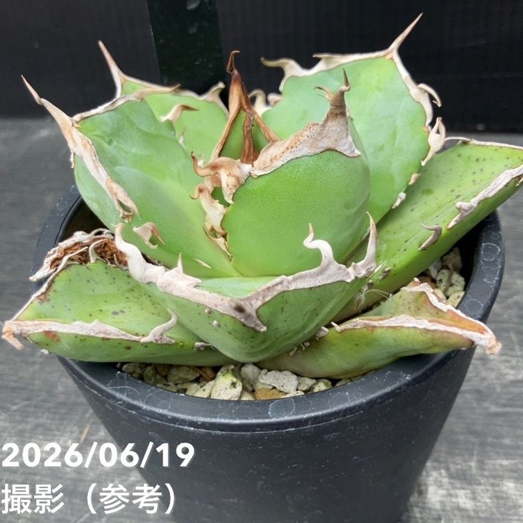 アガベ 3.5号 狂戦士｜観葉04-PA | 観葉・多肉,アガベ | 赤塚植物園