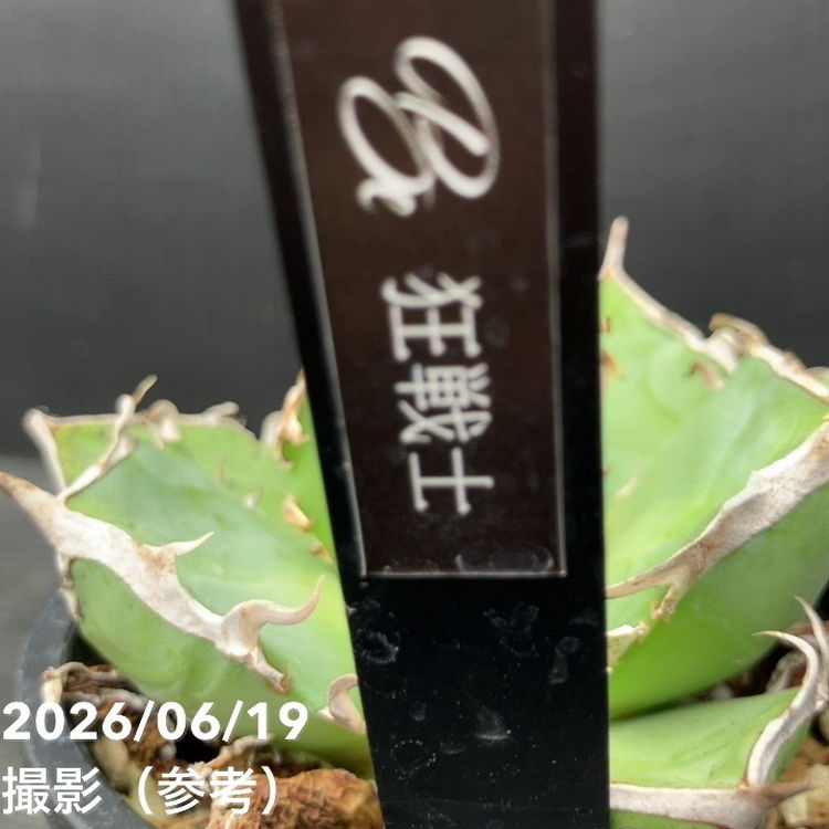 アガベ 3.5号 狂戦士｜観葉10-TU | 観葉・多肉,アガベ | 赤塚植物園