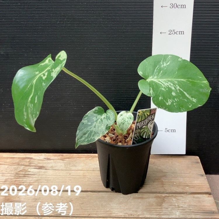 現品お届け】森尾花園 モンステラ バルバソー 4号（M02）｜観葉04-PA