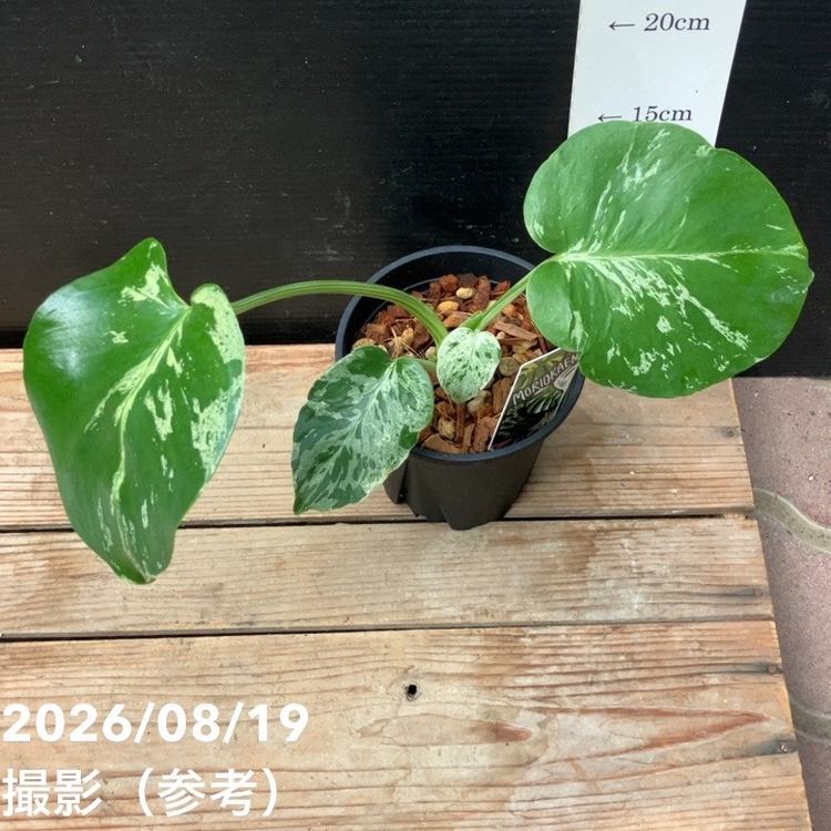 現品お届け】森尾花園 モンステラ バルバソー 4号（M02）｜観葉04-PA