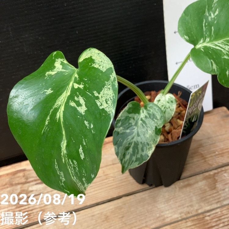 現品お届け】森尾花園 モンステラ バルバソー 4号（M02）｜観葉04-PA