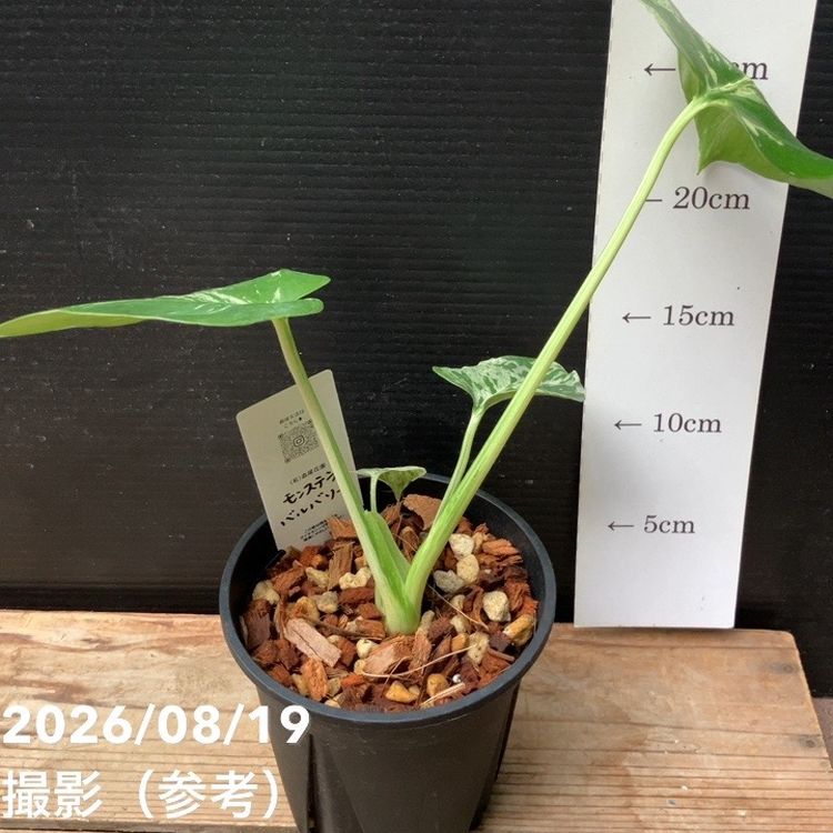 現品お届け】森尾花園 モンステラ バルバソー 4号（M02）｜観葉04-PA