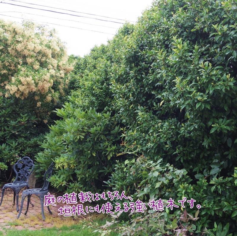 カラタネオガタマ ポートワイン 5号|花木01-D1