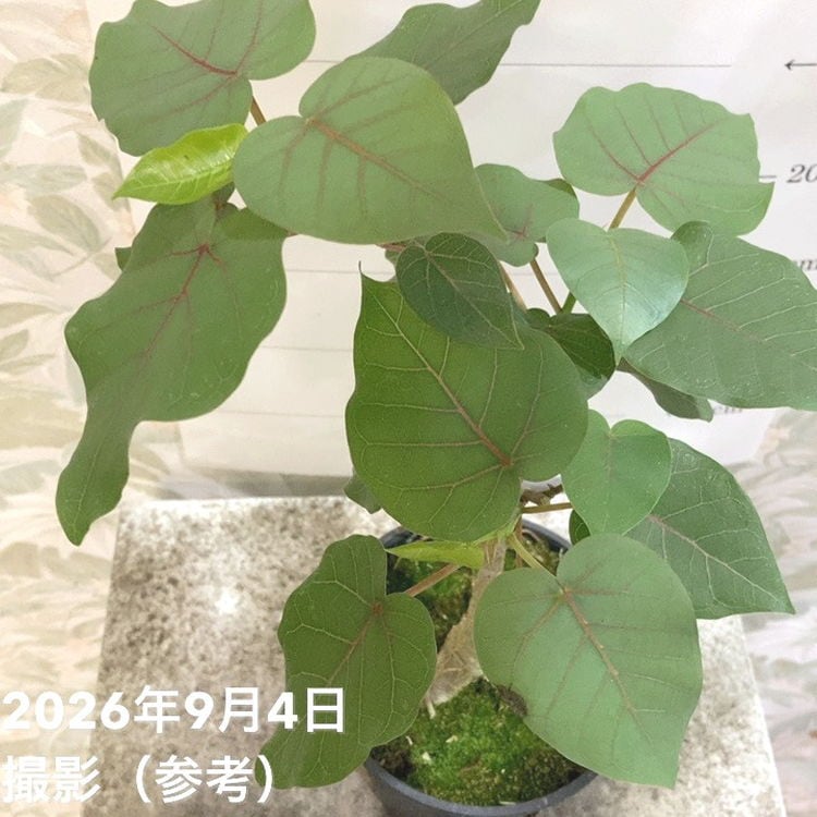 フィカス ペティオラリス 4号|観葉04-PA