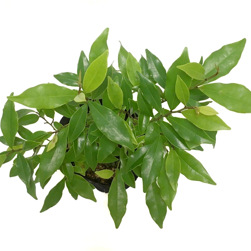 カラタネオガタマ ポートワイン 5号|花木01-D1