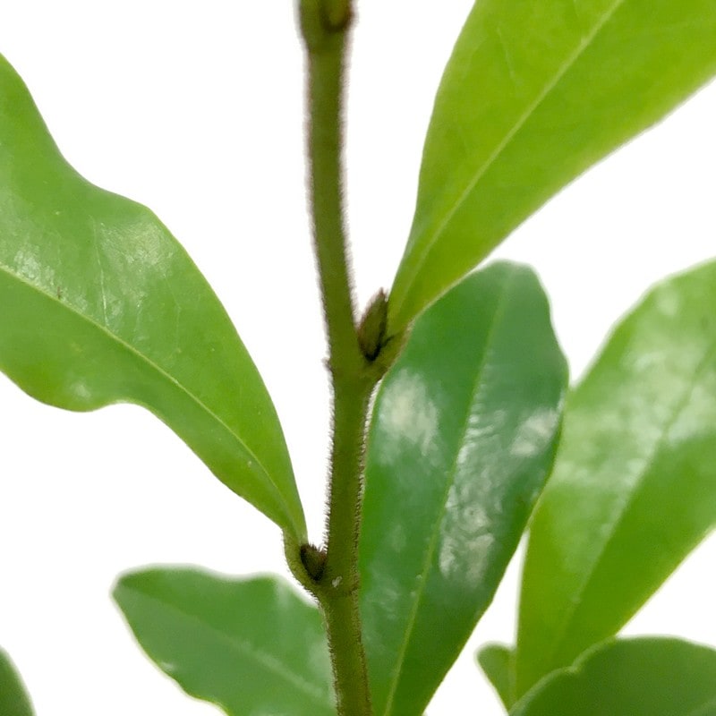 カラタネオガタマ ポートワイン 5号|花木01-D1