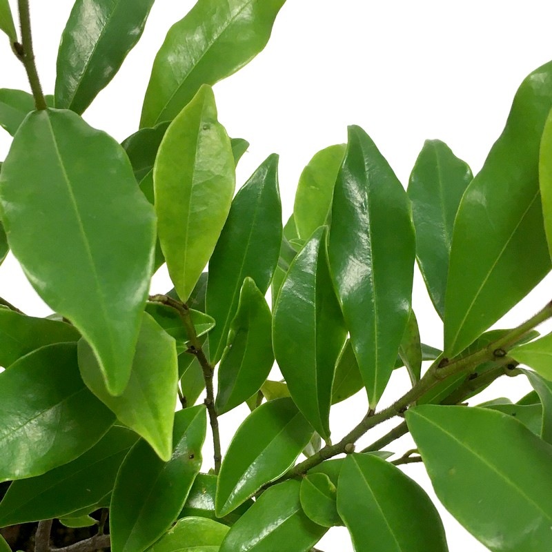 カラタネオガタマ ポートワイン 5号|花木01-D1