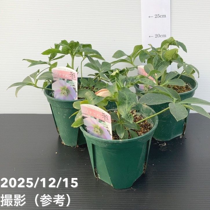 クリスマスローズ 伊勢みやび 5号 うすぎぬ｜山野01-D1 | 草花