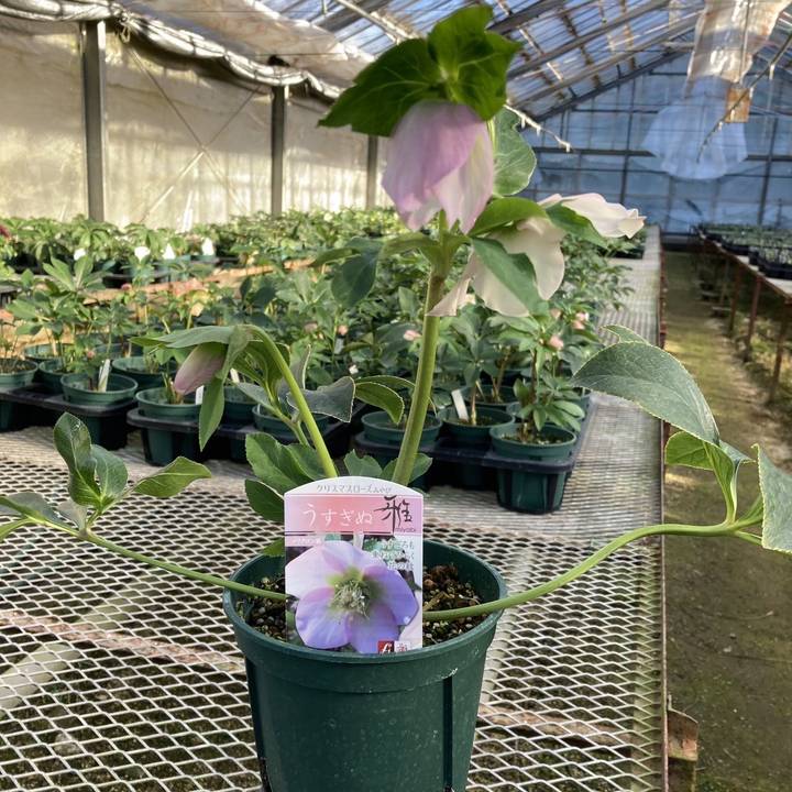 八世　白井半七　伊賀　うずくまる　花入 八世 白井半七 伊賀 うずくまる 花入