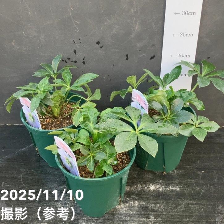 クリスマスローズ 伊勢みやび 5号 うすぎぬ｜山野01-D1 | 草花