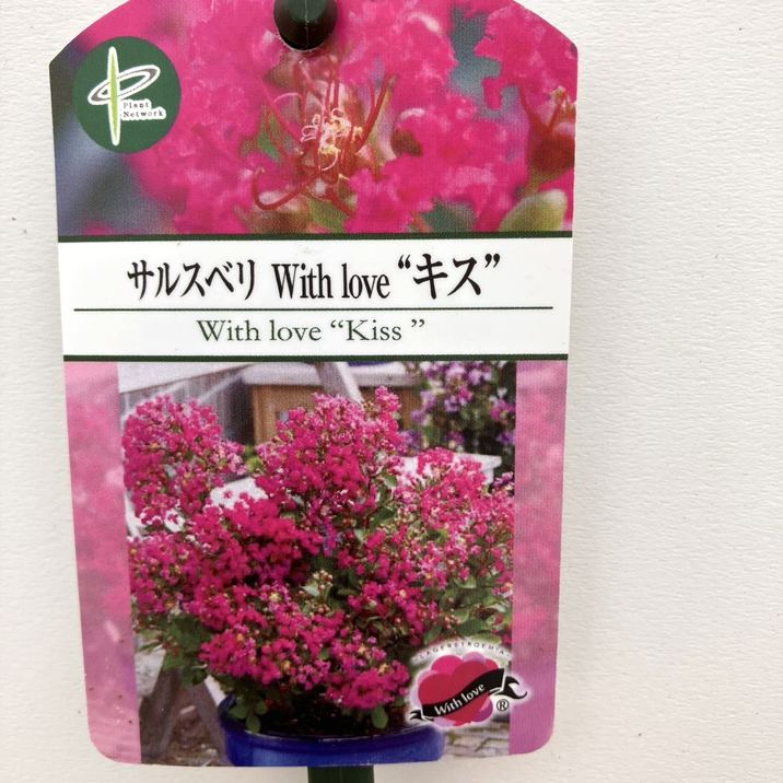 サルスベリ WithLove キス 5号|花木10-TU