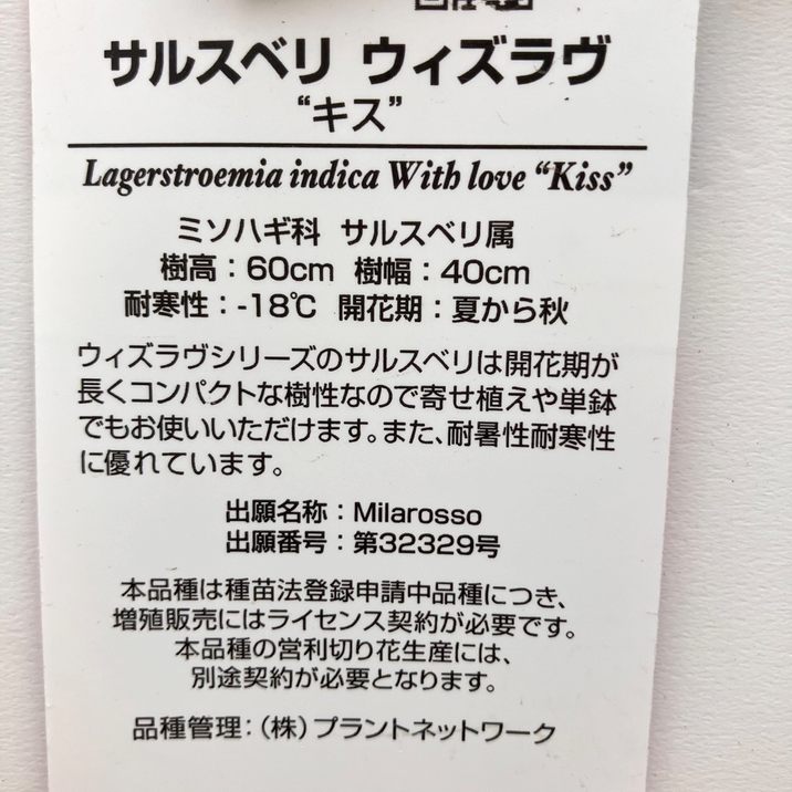 サルスベリ WithLove キス 5号|花木10-TU