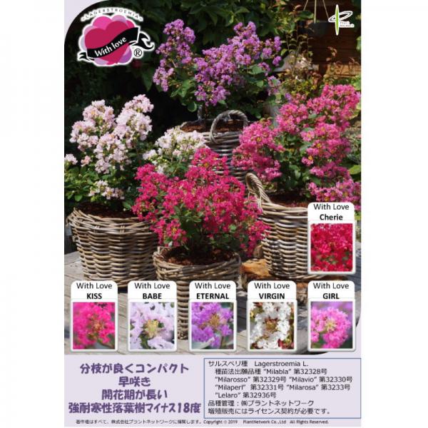 サルスベリ WithLove キス 5号|花木10-TU