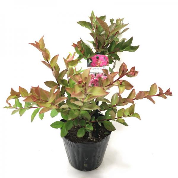 サルスベリ WithLove キス 5号|花木10-TU