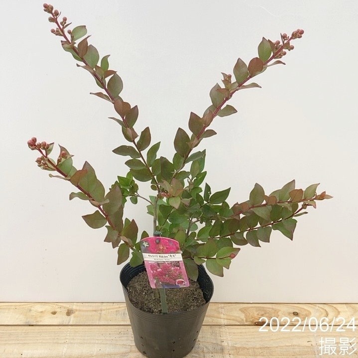 サルスベリ WithLove キス 5号｜花木10-TU | 花木・庭木,サルスベリ