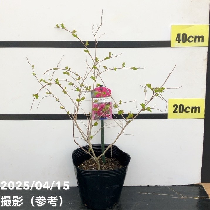 サルスベリ WithLove キス 5号|花木10-TU