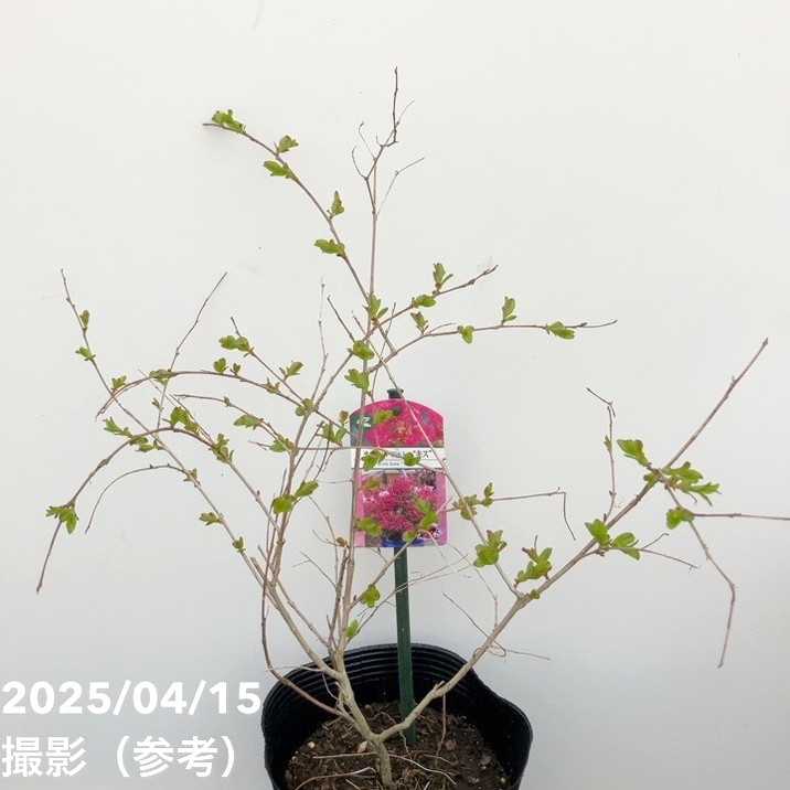 サルスベリ WithLove キス 5号|花木10-TU