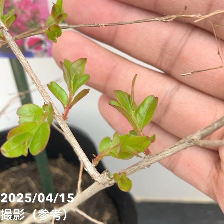 サルスベリ WithLove キス 5号|花木10-TU