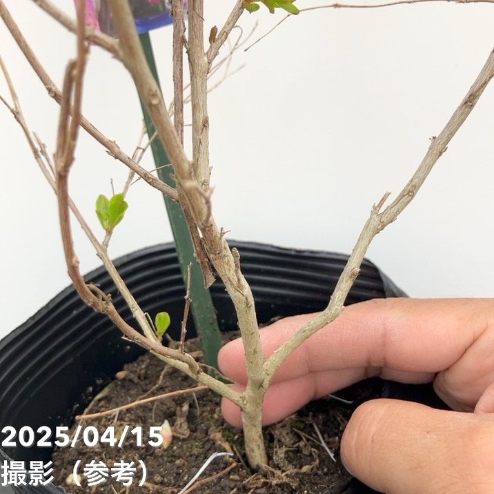 サルスベリ WithLove キス 5号|花木10-TU