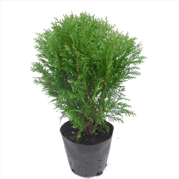 常緑 コニファー グロボーサ タナカ すべての商品 赤塚植物園オンライン フラワーショップ 花の音