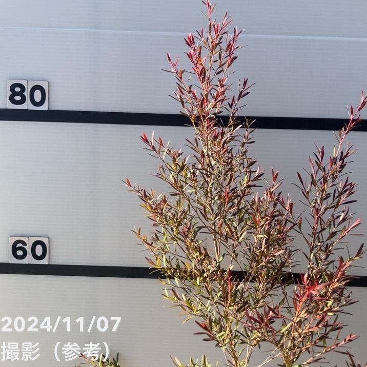 良品。レプトスペルマム カッパーグロー2.1M(鉢底から)品番C 良品。レプトスペルマム カッパーグロー2.1M(鉢底から)品番C レプト