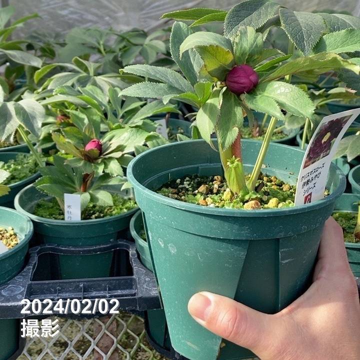 ㉕-173クリスマスローズ 期間限定10％OFF！】クリスマスローズ 伊勢みやび 5号 寒牡丹｜山野01