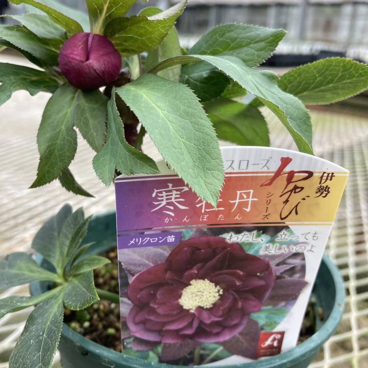 クリスマスローズ 伊勢みやび 5号 寒牡丹｜山野01-D1 | 草花