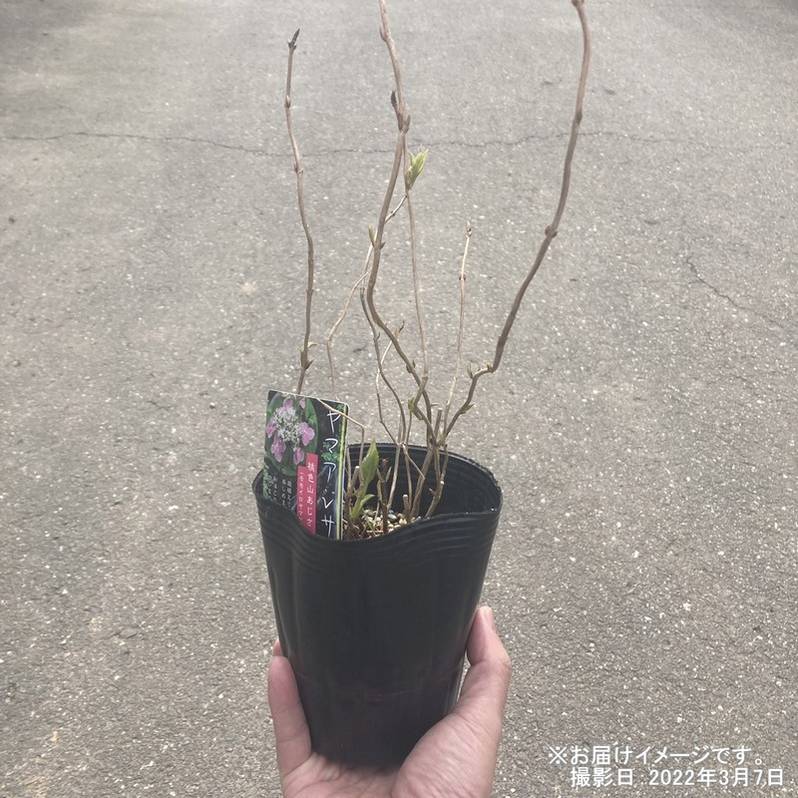 ヤマアジサイ 4号 伊予の十字星 イヨノジュウジセイ（9）｜草花01-D1