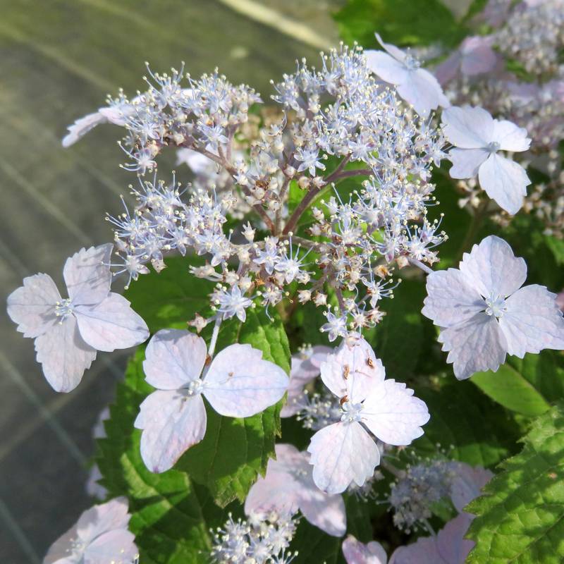 ヤマアジサイ 4号 伊予の十字星 イヨノジュウジセイ（9）｜草花01-D1