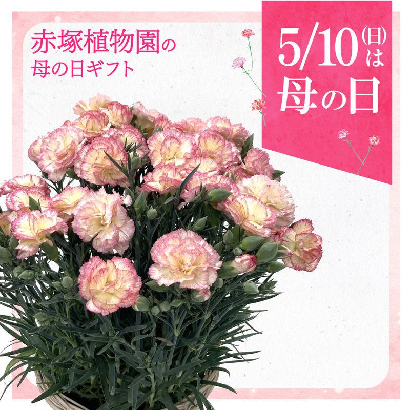 決算P5倍！10%OFF！8/2まで】【お届け5/12以降】母の日ギフト2026