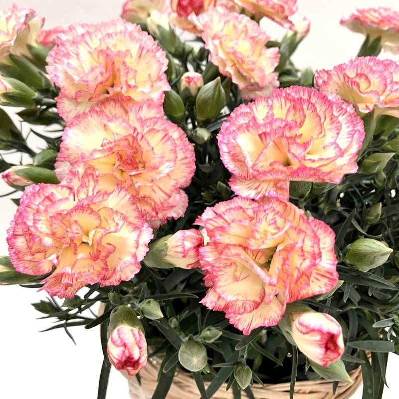 カーネーション パナシェ