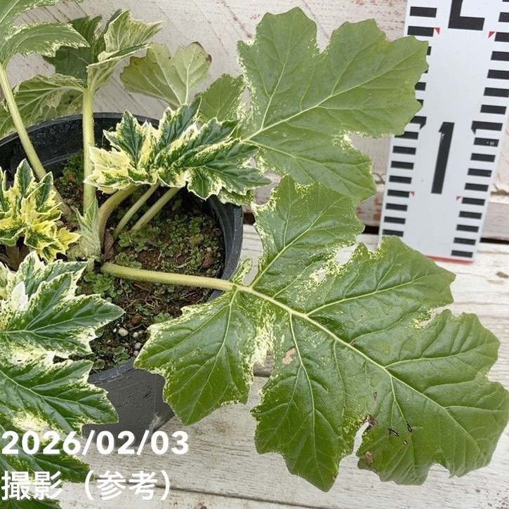 斑入りアカンサスモリス タスマニアンエンジェル 5号スリット鉢｜草花