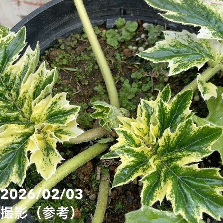 斑入りアカンサスモリス タスマニアンエンジェル 5号スリット鉢｜草花