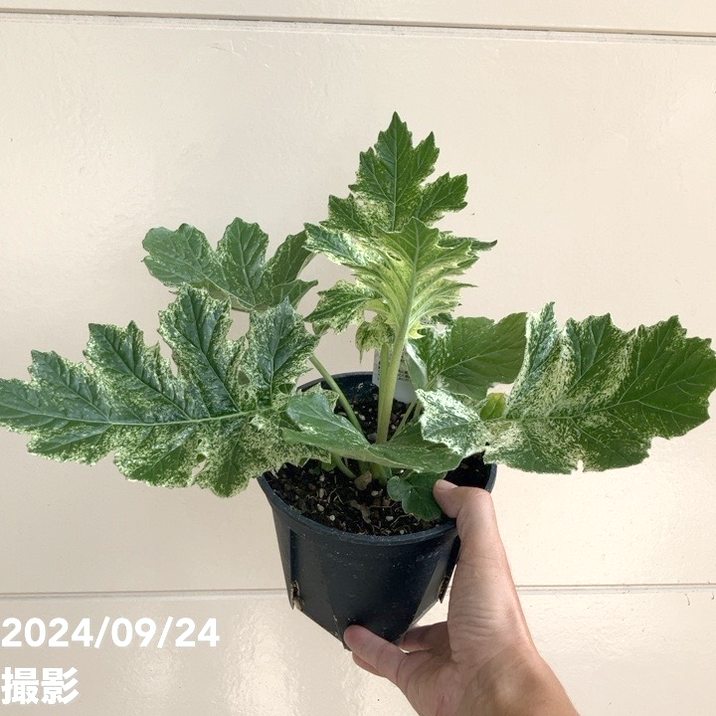 斑入りアカンサスモリス タスマニアンエンジェル 5号スリット鉢｜草花