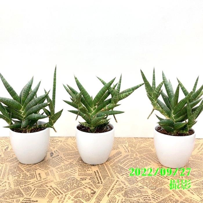 サンスベリア 4号 モトムケニア（クランプ付き）白陶器鉢仕様｜観葉02