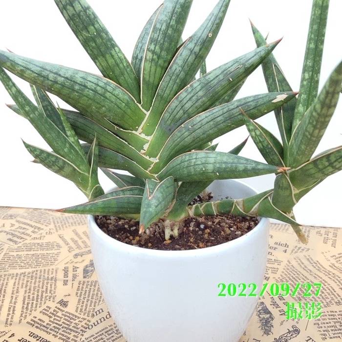 サンスベリア 4号 モトムケニア（クランプ付き）白陶器鉢仕様｜観葉02