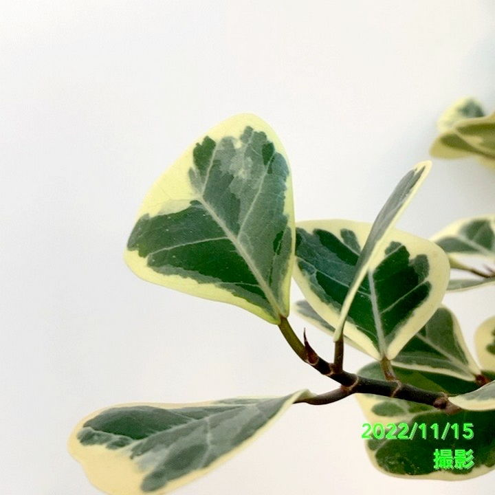 フィカス スウィートハート 6号 PVP|観葉04-PA