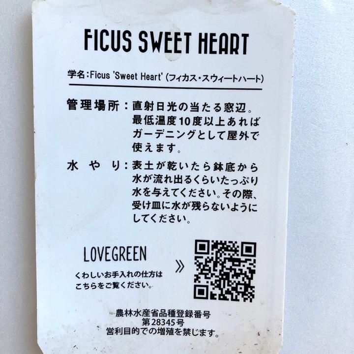 フィカス スウィートハート 6号 PVP|観葉04-PA