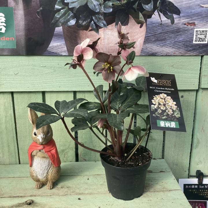 クリスマスローズの苗 マエストロ苗 ファイバー鉢 写真で詳しく解説