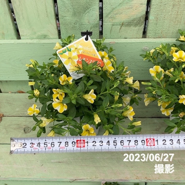PW スーパーベル レモンスライス 大株4号×3株セット PVP｜草花04-PA