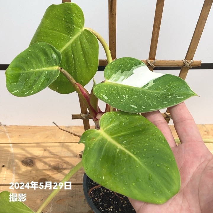 フィロデンドロン ホワイトプリンセス 5号トレリス仕立て｜観葉